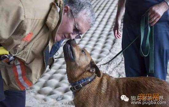 狗狗被困泄洪坝中，被救出后它的举动感动所有人！-15.jpeg