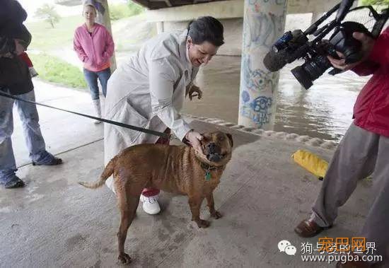 狗狗被困泄洪坝中，被救出后它的举动感动所有人！-16.jpeg