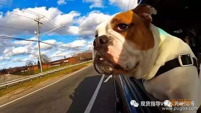 狗狗一天喂多少狗粮适合？-3.jpeg