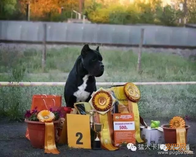 狗狗一天喂多少狗粮适合？-4.jpeg