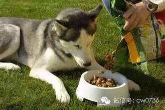 狗狗一天喂多少狗粮适合？-2.jpeg