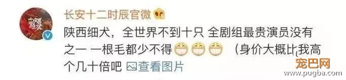 长安十二时辰，最火最贵的演员居然是它，全世界就剩十只！-2.jpeg