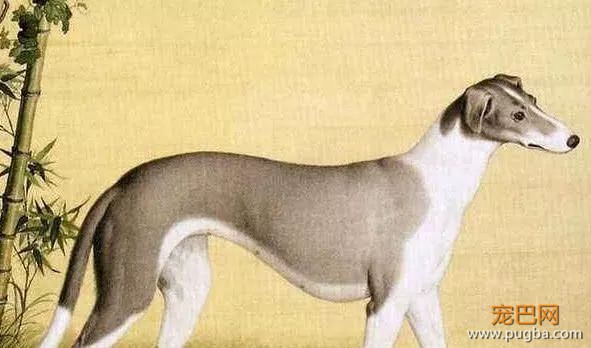 长安十二时辰，最火最贵的演员居然是它，全世界就剩十只！-7.jpeg