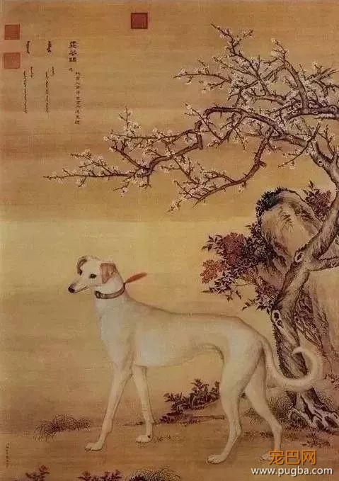 长安十二时辰，最火最贵的演员居然是它，全世界就剩十只！-4.jpeg