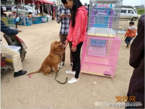 女子因最近手头紧张，打算把金毛带去卖了，金毛的做法看哭众人-2.jpeg