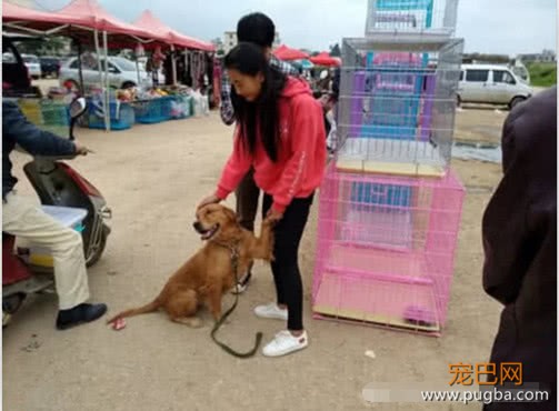 女子因最近手头紧张，打算把金毛带去卖了，金毛的做法看哭众人-3.jpeg
