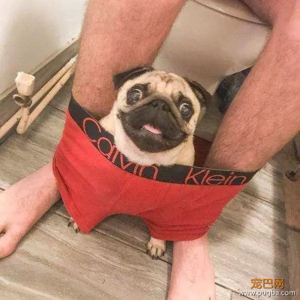 如何判断狗狗是爱你的？下面几种表现方式，中了一种就没白付出！-3.jpeg