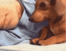 如何判断狗狗是爱你的？下面几种表现方式，中了一种就没白付出！-5.gif