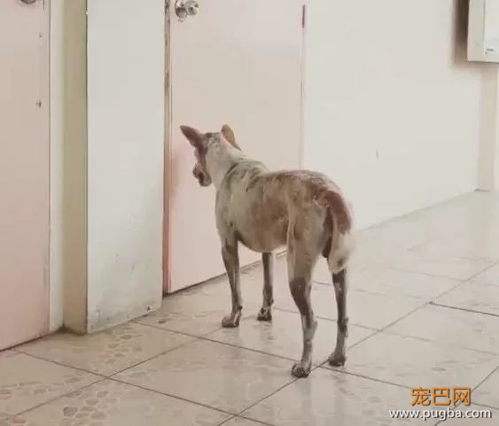 教授因病去世后，有只流浪狗就一直守在教室门口：我想见他..-1.jpeg