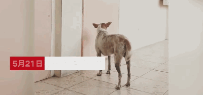 教授因病去世后，有只流浪狗就一直守在教室门口：我想见他..-4.gif