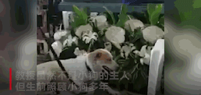 教授因病去世后，有只流浪狗就一直守在教室门口：我想见他..-6.gif