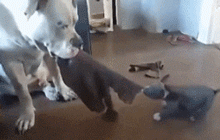 养一只狗狗怕它们孤独，那么养2只的话……-1.gif