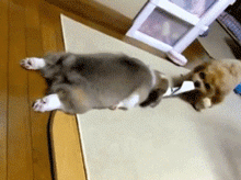 养一只狗狗怕它们孤独，那么养2只的话……-2.gif