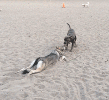养一只狗狗怕它们孤独，那么养2只的话……-4.gif