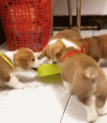 养一只狗狗怕它们孤独，那么养2只的话……-6.gif