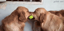 养一只狗狗怕它们孤独，那么养2只的话……-7.gif