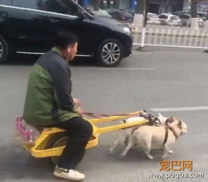 路遇两只小型法斗，被主人当成了拉车犬，这一幕看着让人好心疼-3.jpeg