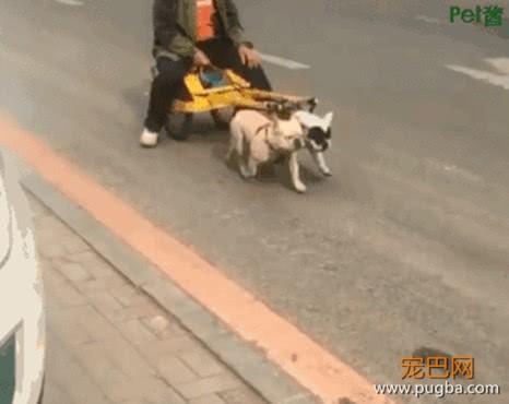 路遇两只小型法斗，被主人当成了拉车犬，这一幕看着让人好心疼-4.jpeg
