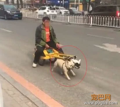 路遇两只小型法斗，被主人当成了拉车犬，这一幕看着让人好心疼-2.jpeg