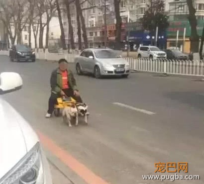 路遇两只小型法斗，被主人当成了拉车犬，这一幕看着让人好心疼-1.jpeg