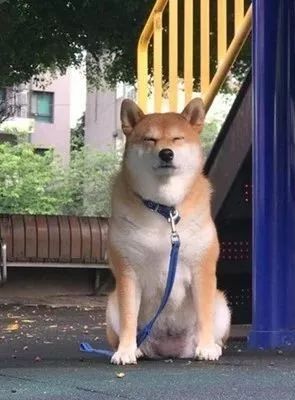 原来狗砸也会便秘？这个表情真的很熟悉了...-1.jpeg