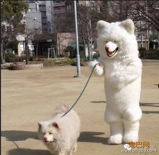 狗狗没礼貌，可能是主人惹的祸-4.jpeg
