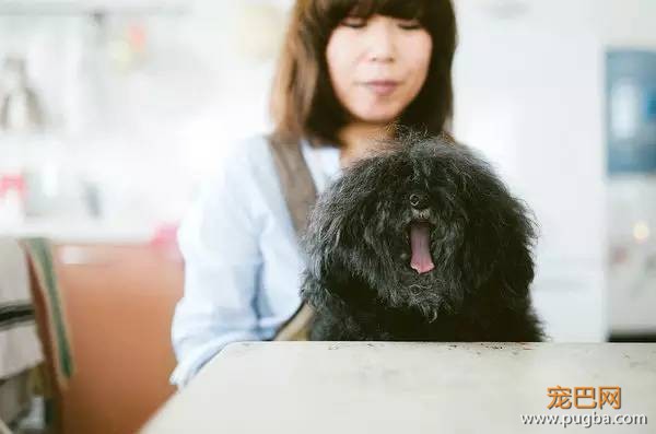 与狗狗共同生活-9.jpeg