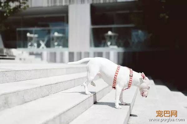 与狗狗共同生活-13.jpeg