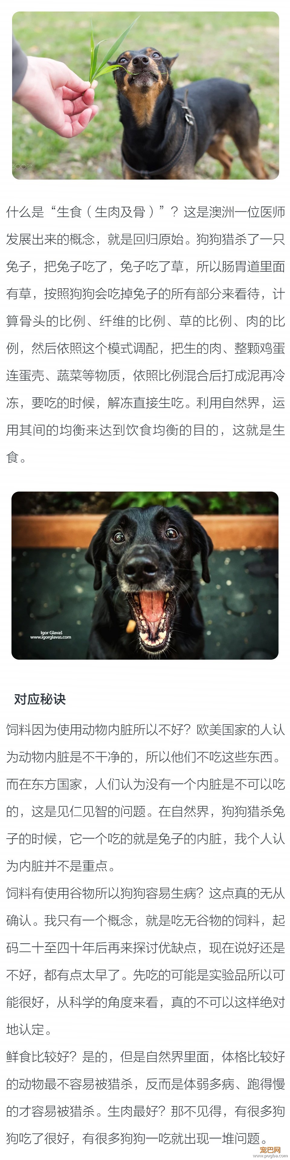 有些人说给狗狗吃鲜粮比吃饲料好，是真的吗？-2.jpeg