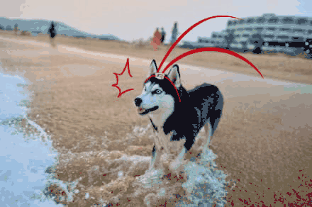 狗狗智商测试！会做这些的才是真天才汪！-2.gif
