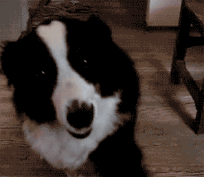 狗狗智商测试！会做这些的才是真天才汪！-1.gif