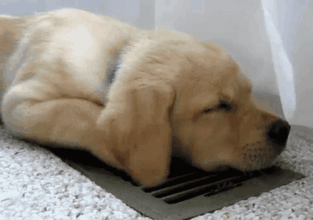 狗狗智商测试！会做这些的才是真天才汪！-5.gif