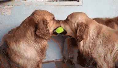 狗狗智商测试！会做这些的才是真天才汪！-4.gif