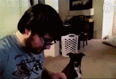 狗狗智商测试！会做这些的才是真天才汪！-6.gif