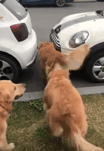 狗狗智商测试！会做这些的才是真天才汪！-7.gif