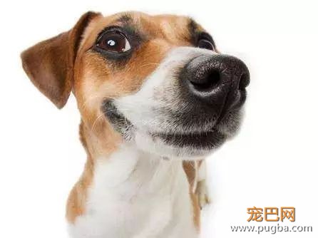 喂养狗狗的四个基本原则，怎么喂，喂什么！-3.jpeg