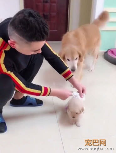 小金毛犯错挨教训，金毛爸爸立马跑过来，下一波操作却让人傻眼-1.jpeg