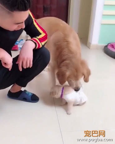 小金毛犯错挨教训，金毛爸爸立马跑过来，下一波操作却让人傻眼-2.jpeg