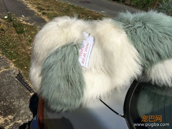高温天看狗狗被困车内，老人焦急破窗救狗，可结果却让人笑喷！-2.jpeg