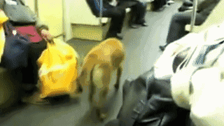 在这个流浪狗泛滥成灾的城市，每条狗都像人一样有尊严-7.gif