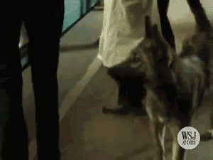 在这个流浪狗泛滥成灾的城市，每条狗都像人一样有尊严-8.gif