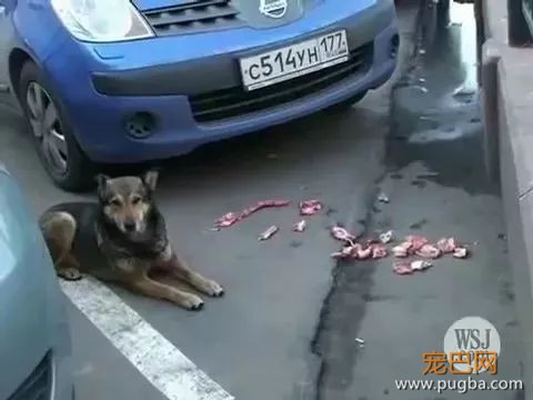 在这个流浪狗泛滥成灾的城市，每条狗都像人一样有尊严-19.jpeg