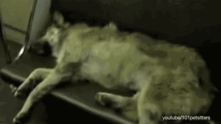 在这个流浪狗泛滥成灾的城市，每条狗都像人一样有尊严-18.gif