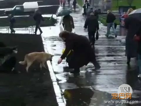 在这个流浪狗泛滥成灾的城市，每条狗都像人一样有尊严-23.jpeg