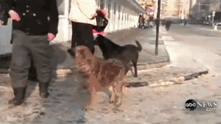 在这个流浪狗泛滥成灾的城市，每条狗都像人一样有尊严-26.gif