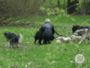 在这个流浪狗泛滥成灾的城市，每条狗都像人一样有尊严-28.gif