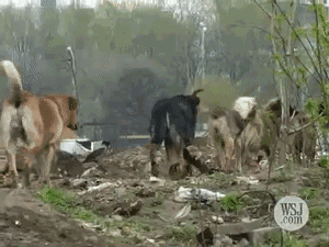 在这个流浪狗泛滥成灾的城市，每条狗都像人一样有尊严-29.gif