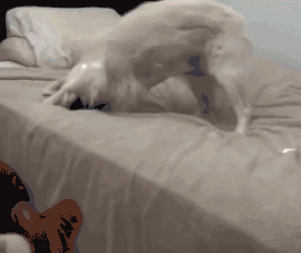 狗狗在哪儿睡觉最舒服？废话，当然是主人的大床上啦！-13.gif