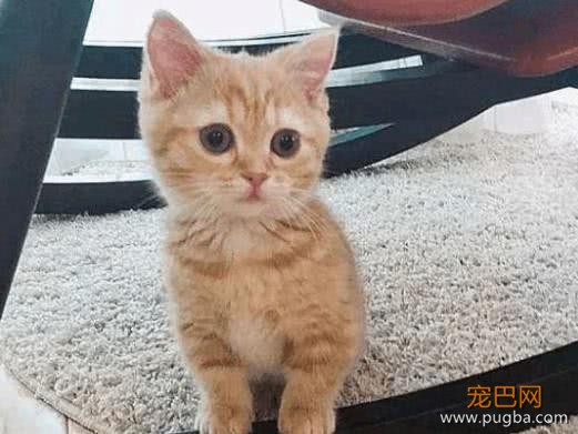 美女为养橘猫，骗父母长不大，半年后，父母直接崩溃了！-3.jpeg