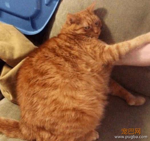 美女为养橘猫，骗父母长不大，半年后，父母直接崩溃了！-4.jpeg